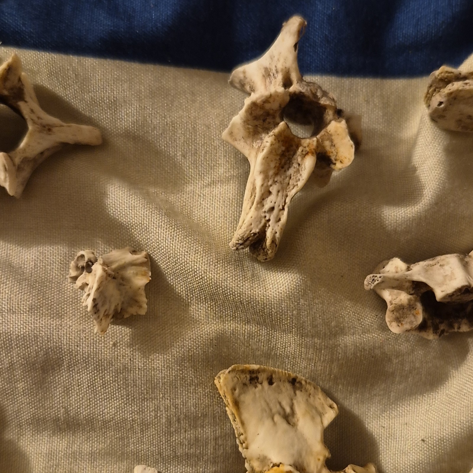 Animal Skull and Bone Collection with Vertebrae and Limb Bones