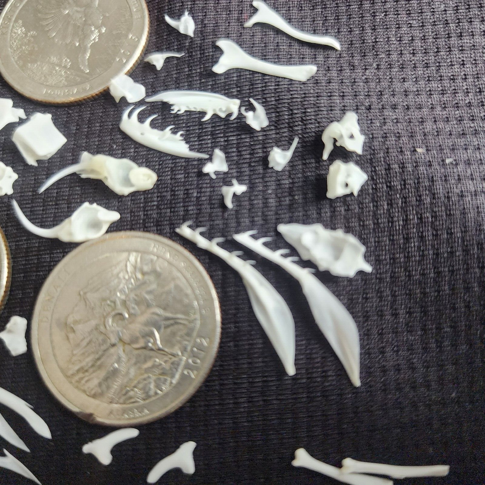 🔥Western Diamondback Rattlesnake Snake Skull Puzzle 35p FANGS SPECIMEN SK27