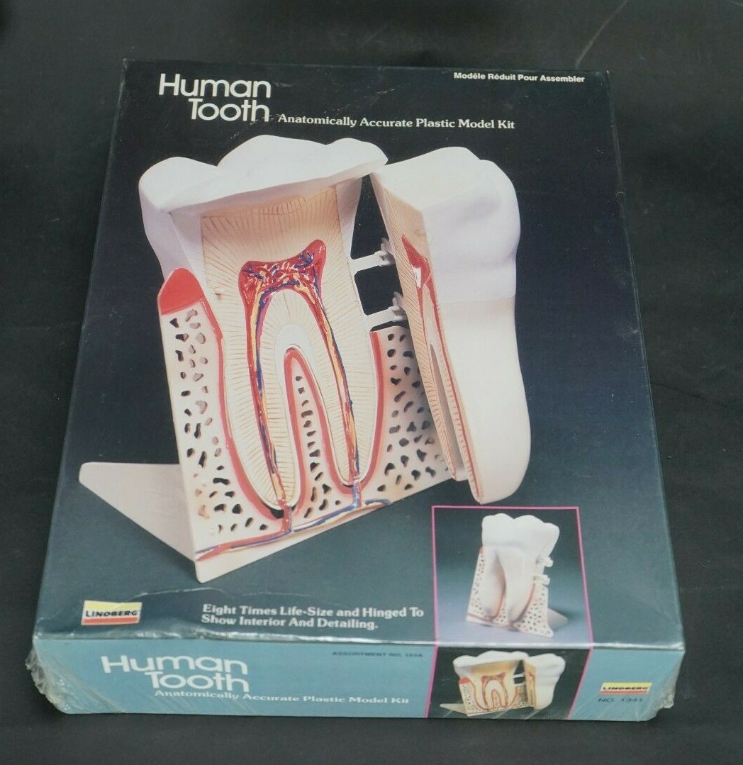 Vintage Lindberg Human Tooth 3D Scale Model Kit