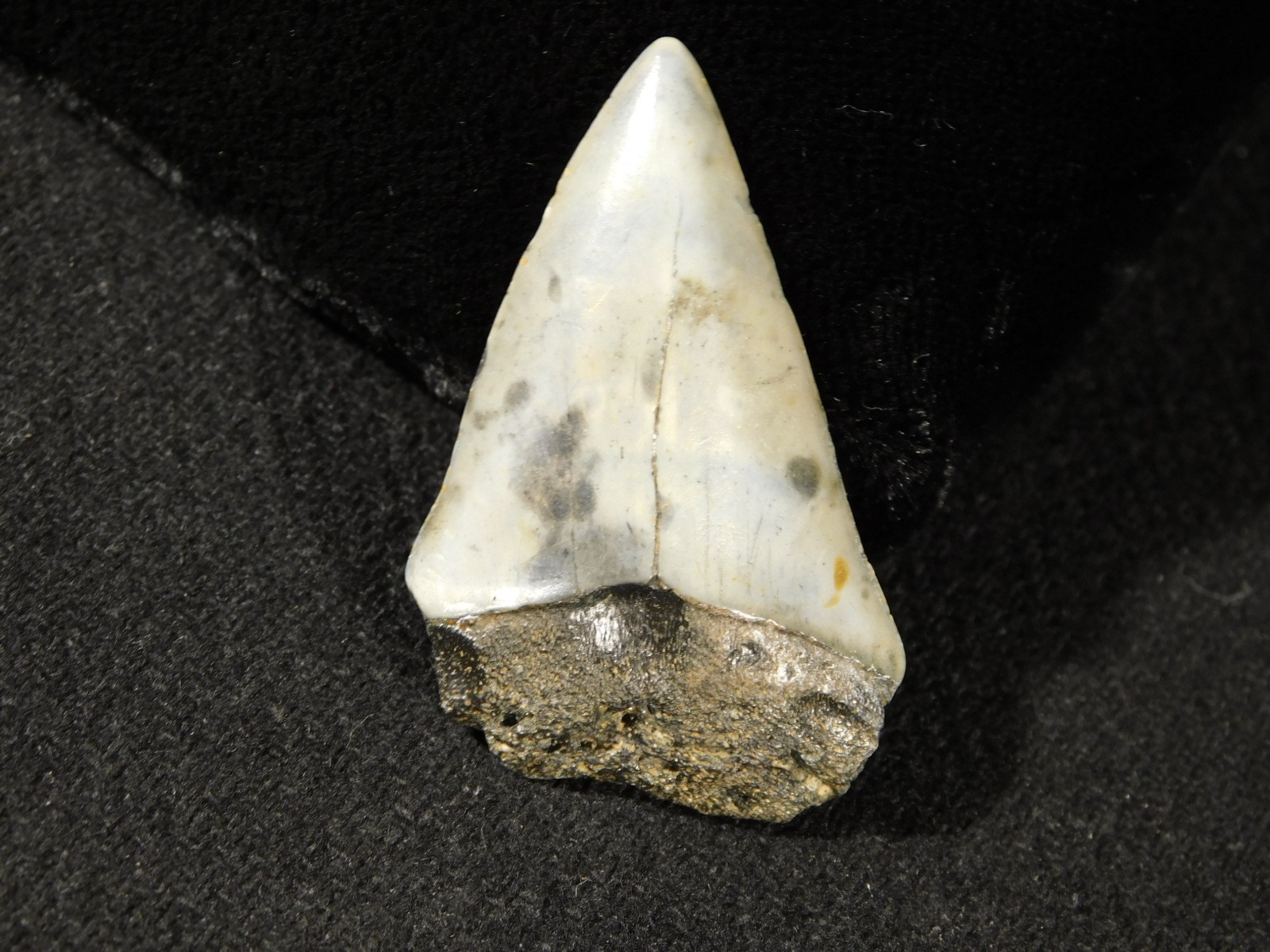 Ancestral Great WHITE SHARK Tooth Fossil 100% Natural 10.0gr