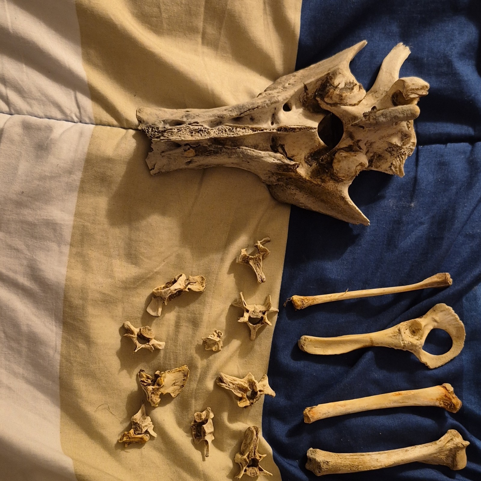 Animal Skull and Bone Collection with Vertebrae and Limb Bones