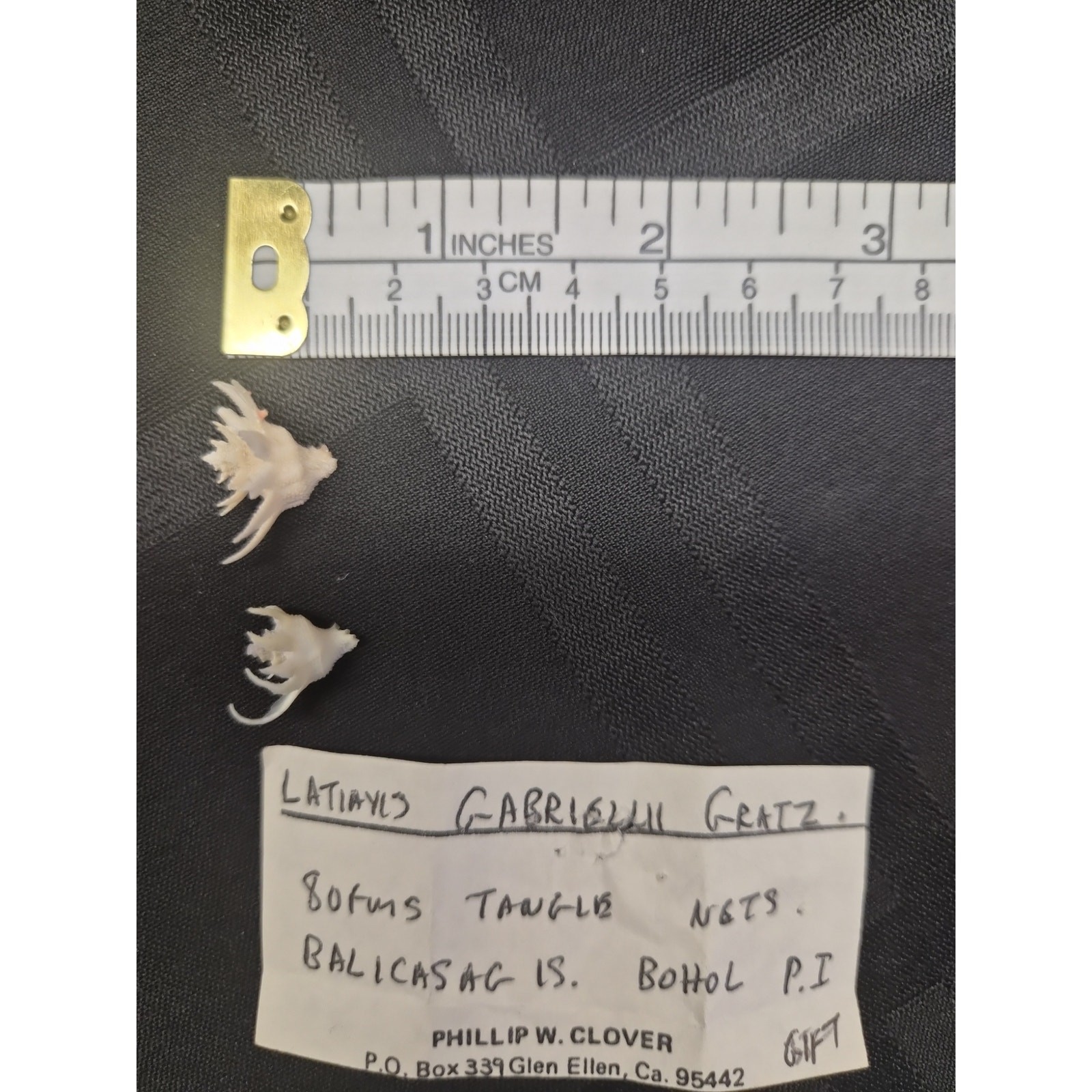 Latiaxis Shell Pair 14mm 7mm Bohol Philippines Phillip Clover Label