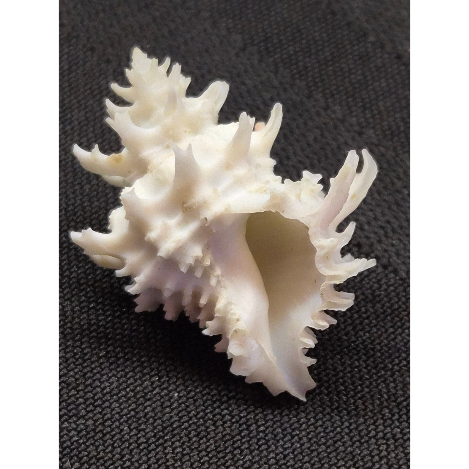 Babelomurex gemmatus 30mm Shell Balicasag Bohol Philippines w/ Label