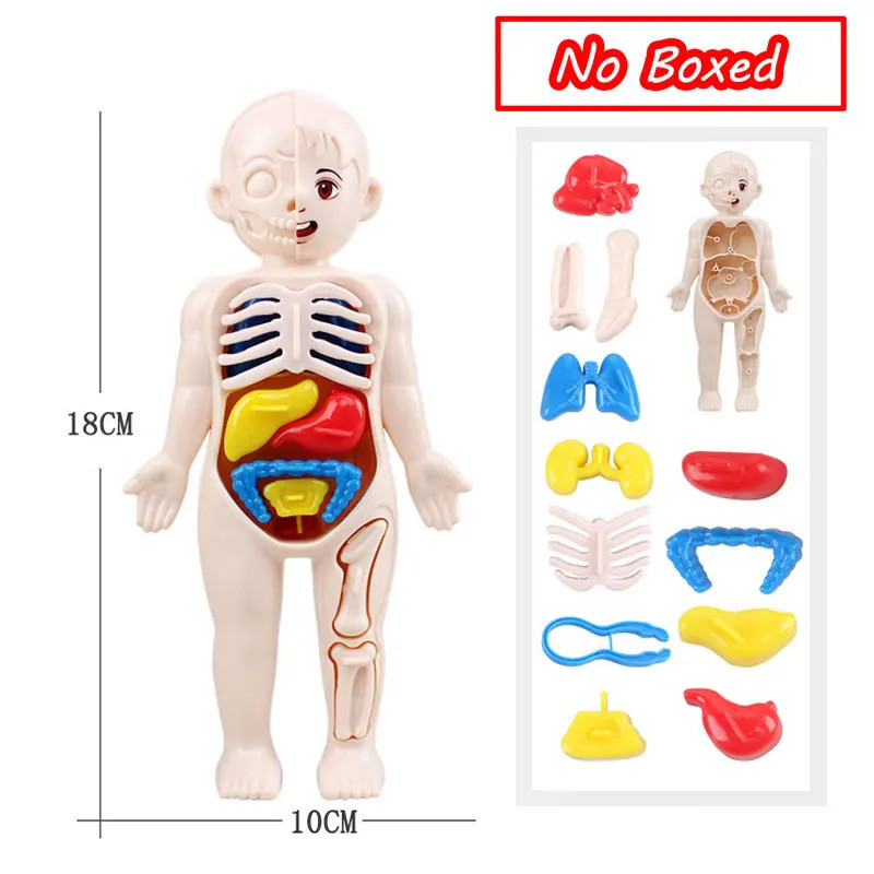 3D Human Body Torso Model Educational Assembly Learning DIY Toys Human Body