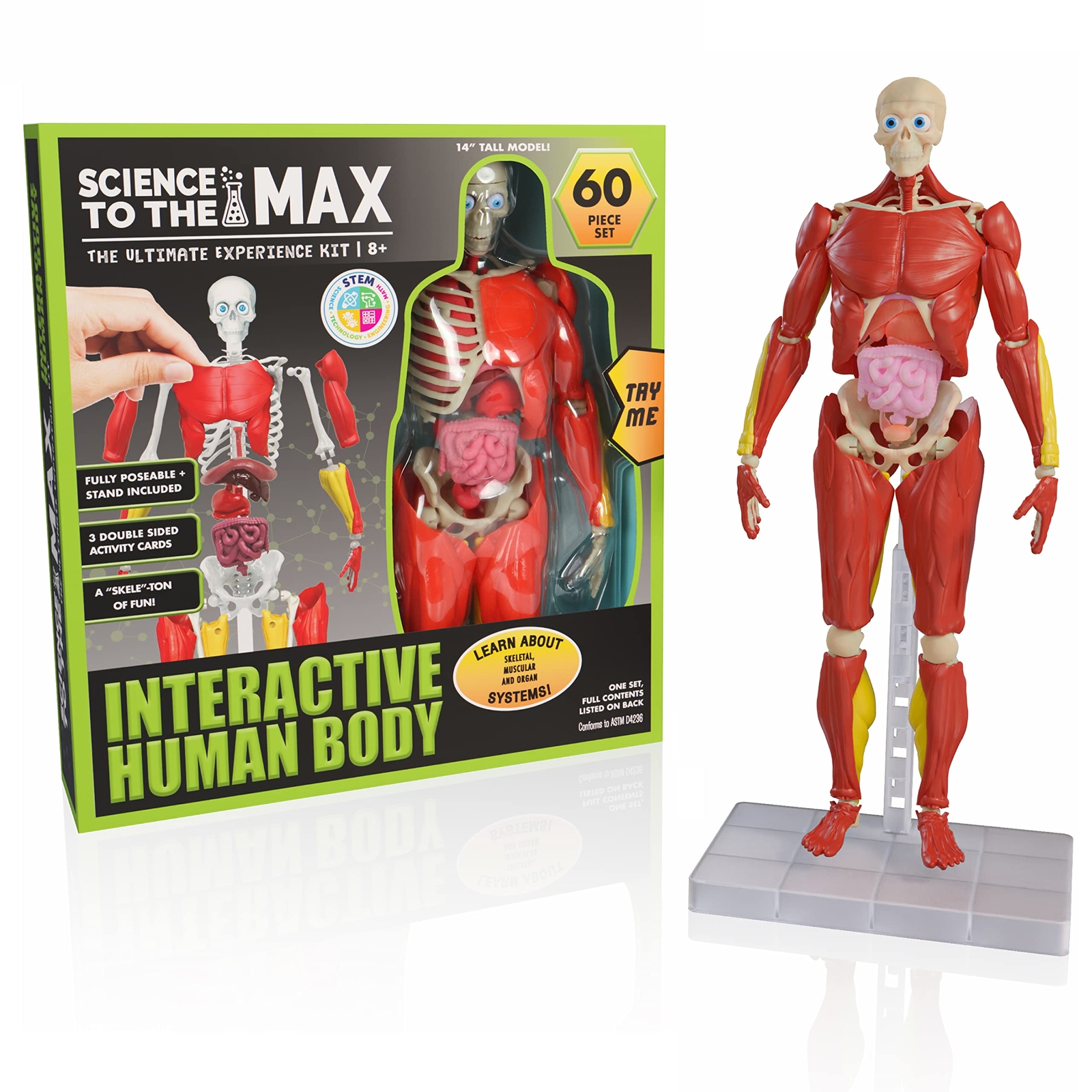 Interactive 3D Human Body Puzzle Model STEM Toy for Kids 8-12 Anatomy Learn