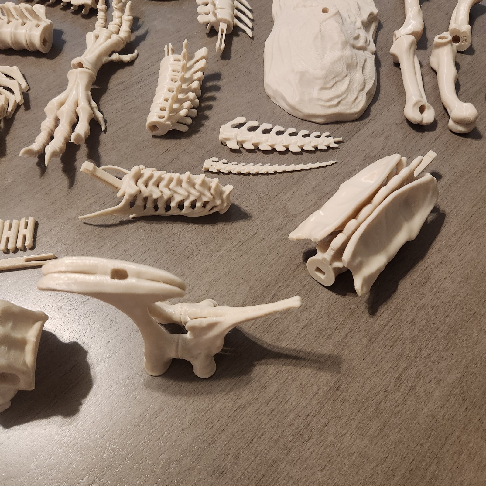 Trex Full Skeleton “Bone white” Assembly Kit