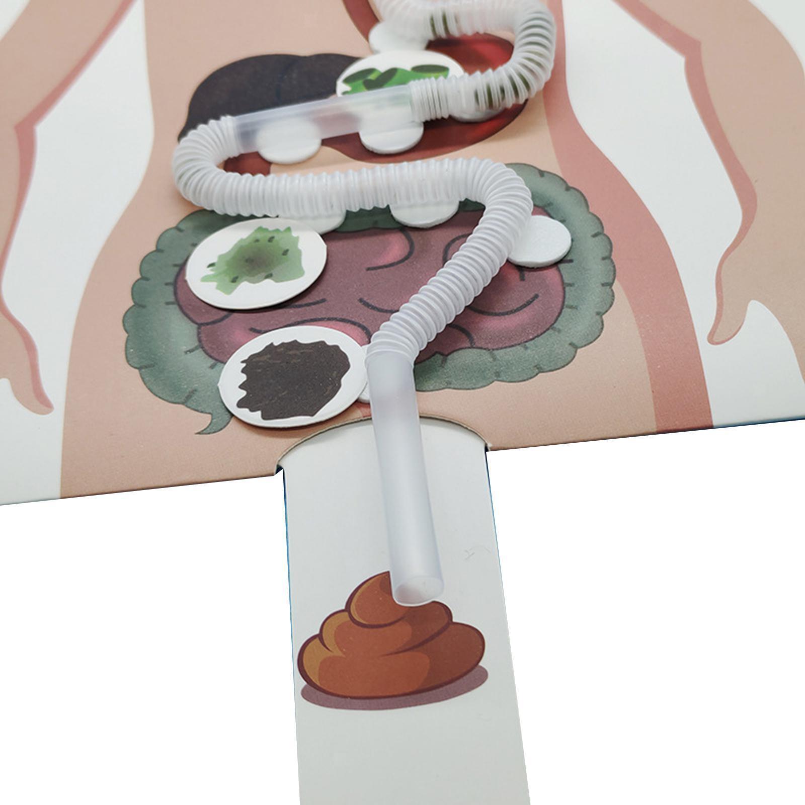 Human Digestive System Model, Human Body Parts, Early Education, 3D Puzzle for