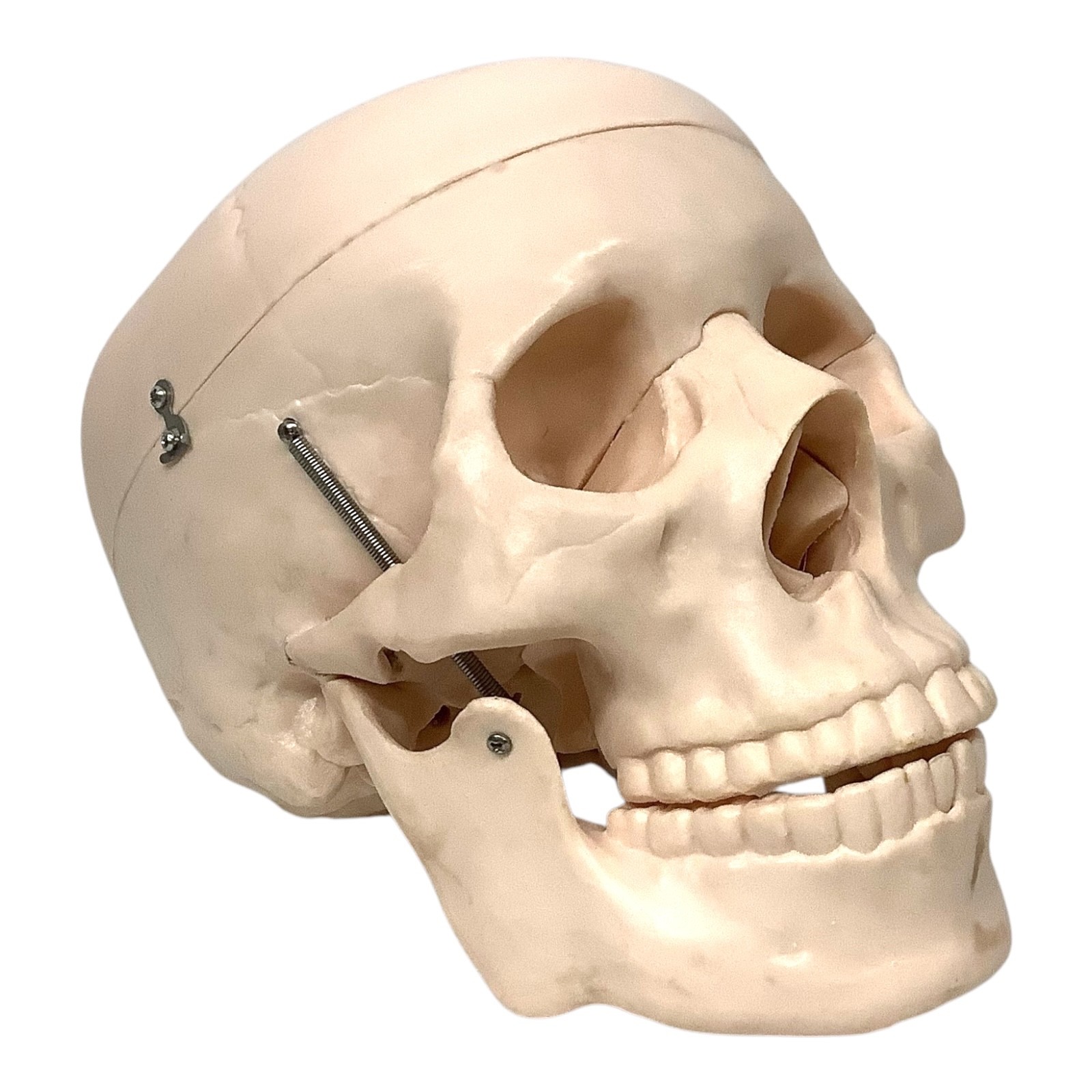 PVC Human Skull Life Size Adult Model Anatomy Teaching Instruction Top Removable