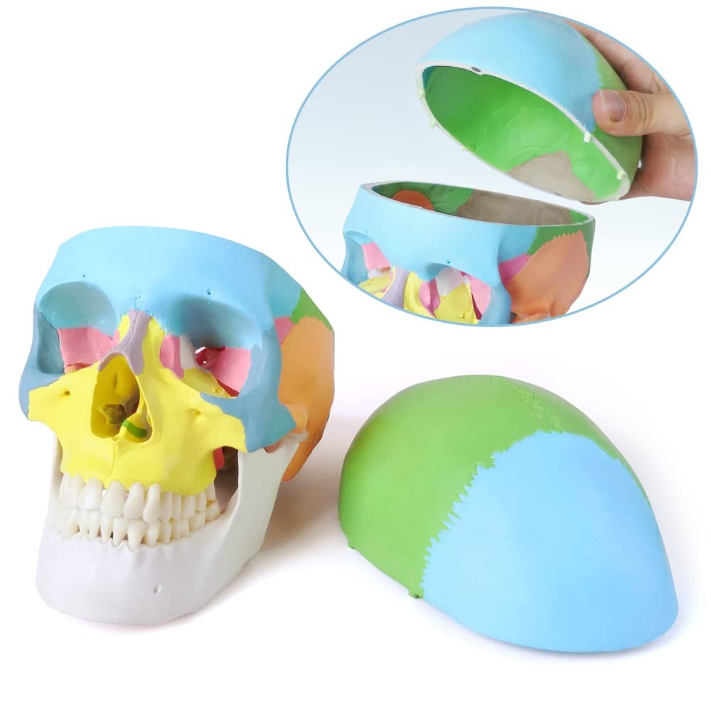 Merinden Painted Human Skull Model Life Size Replica Medical Anatomy Adult