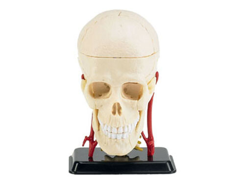 Revell #02102 1/3 Cranial Nerve Skull Anatomy Mode