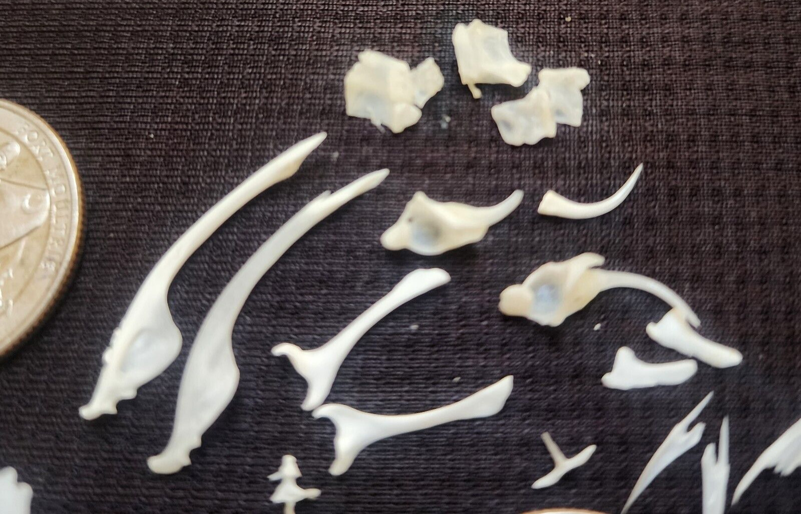 🔥Western Diamondback Rattlesnake Snake Skull Puzzle 38p FANGS SPECIMEN SK24