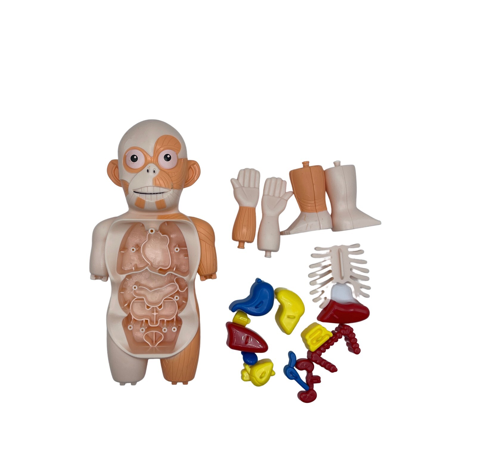 Science Kit 3D Human Body Anatomy Model Learning Educational Puzzle Toys