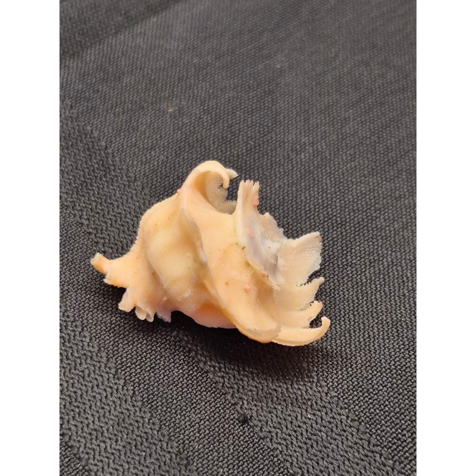 Babelomurex longispinosus 30mm Bohol Philippines Shell 11/16/1994 Label