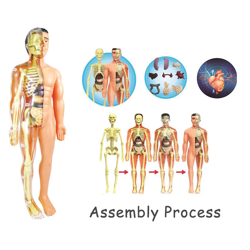3D Human Body Torso Model Educational Assembly Learning DIY
