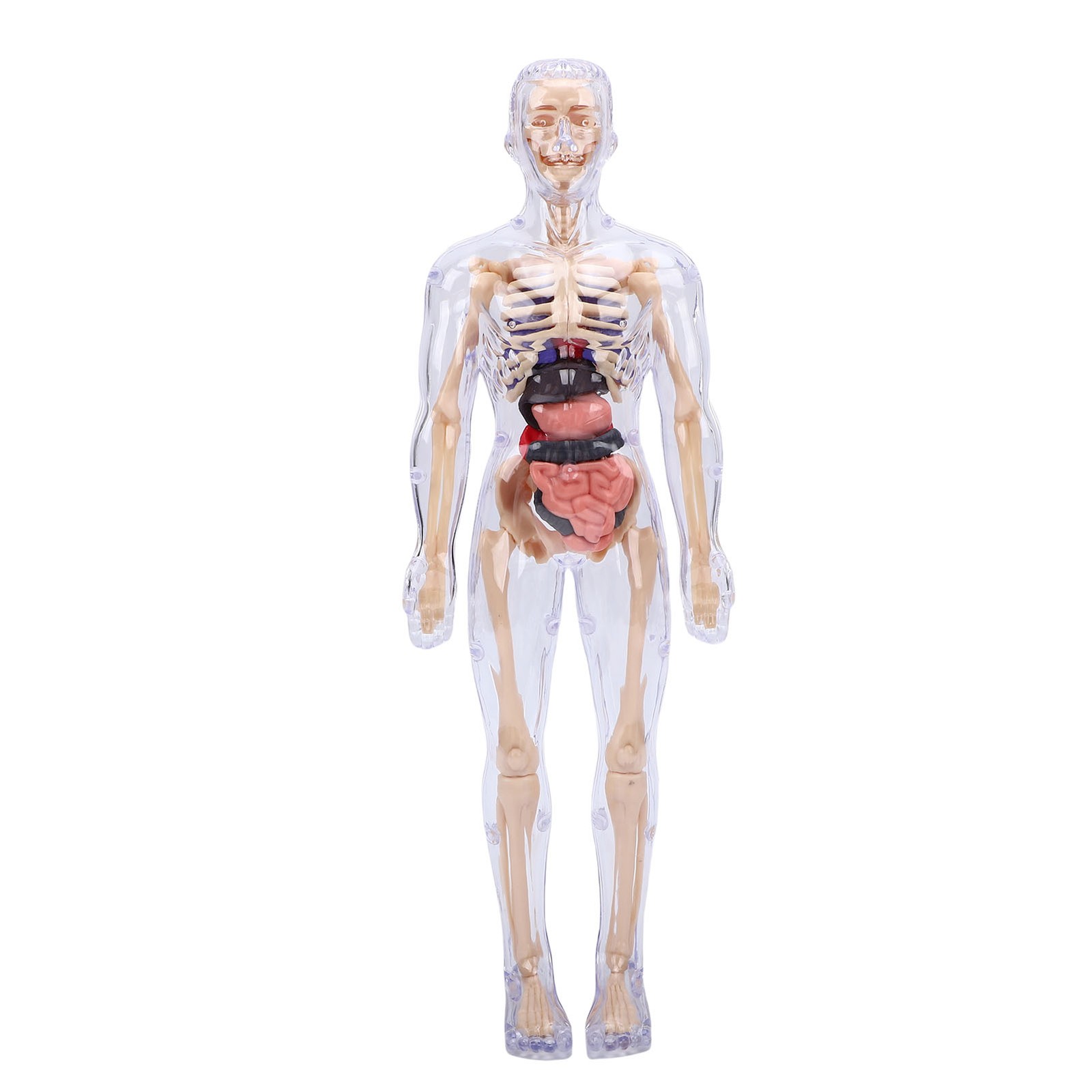 1-Clear Human Body Skeleton Model Kit 3D Human Anatomy Structure Model Kit