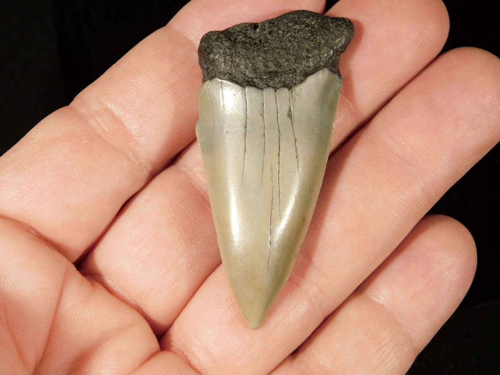 Long Ancestral Great WHITE SHARK Tooth Fossil 100% Natural South Carolina 12.6gr