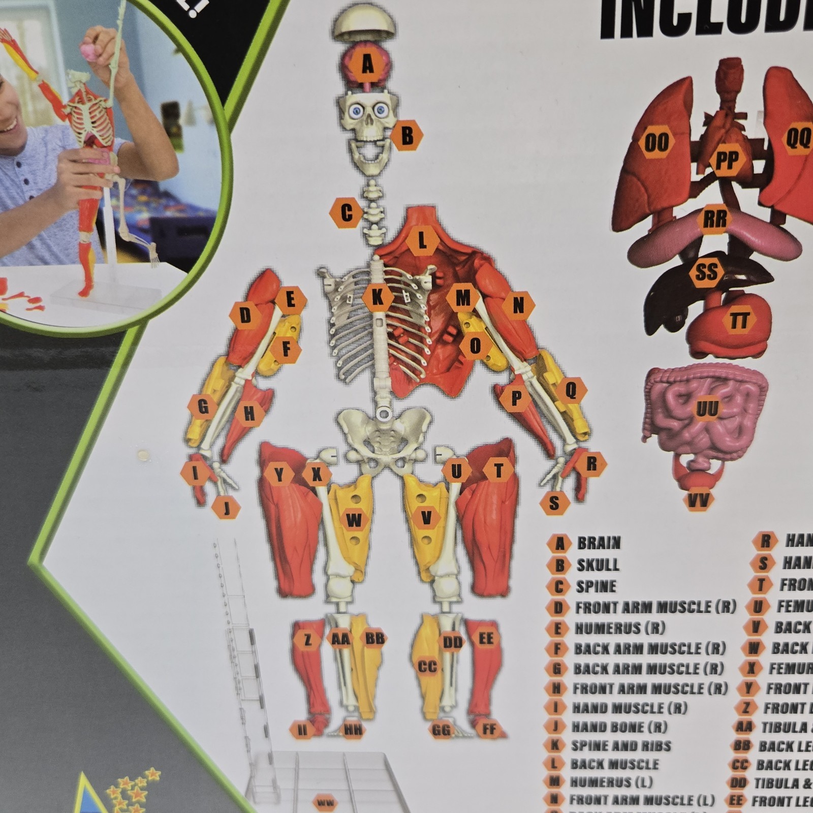 3D Human Body Puzzle Model STEM Toy by Be Amazing! Toys is an educational design