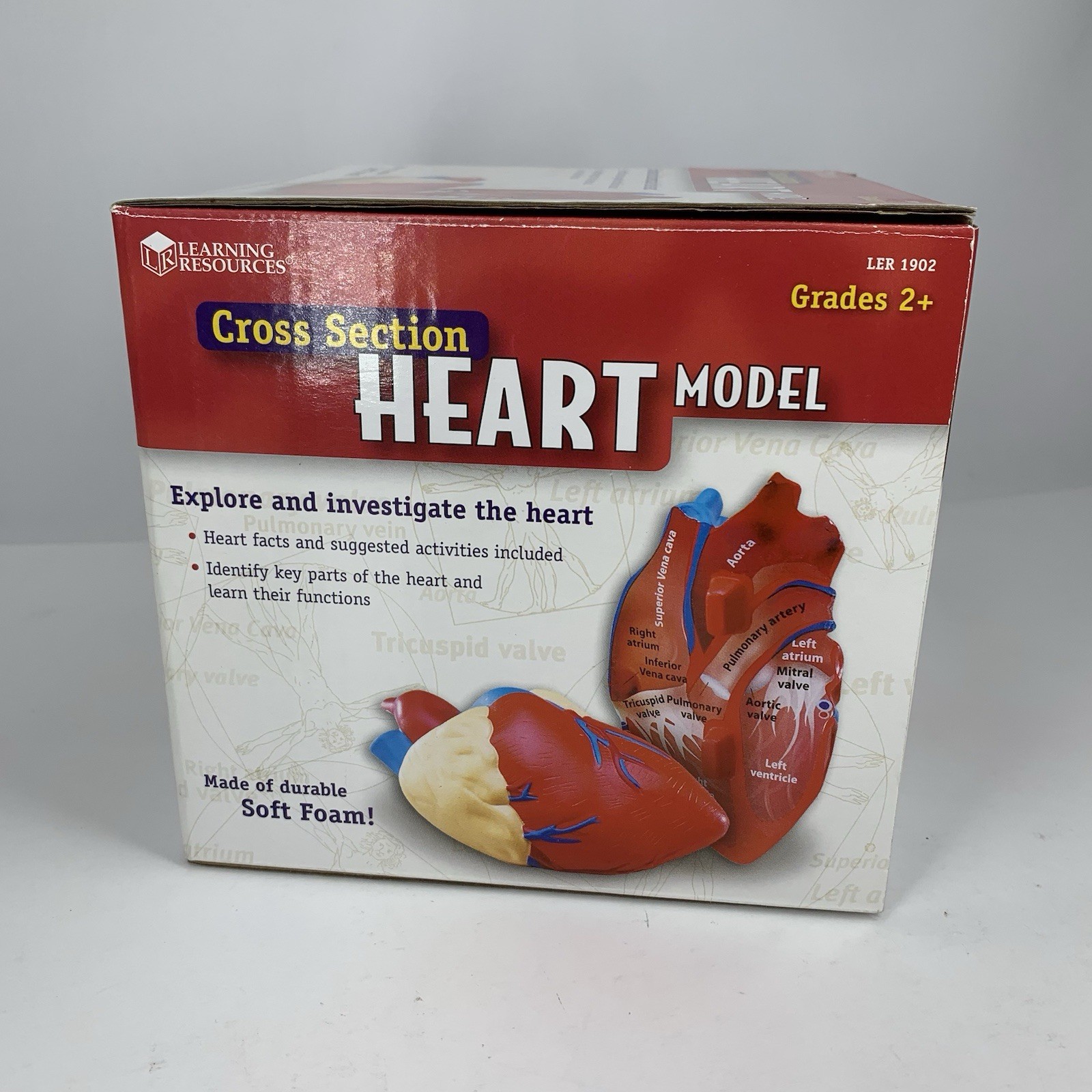 Cross Section HEART Model Learning Resources LER 1902 Soft Foam Anatomy Grade 2+
