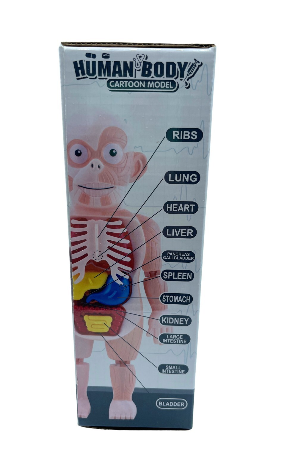 Science Kit 3D Human Body Anatomy Model Learning Educational Puzzle Toys