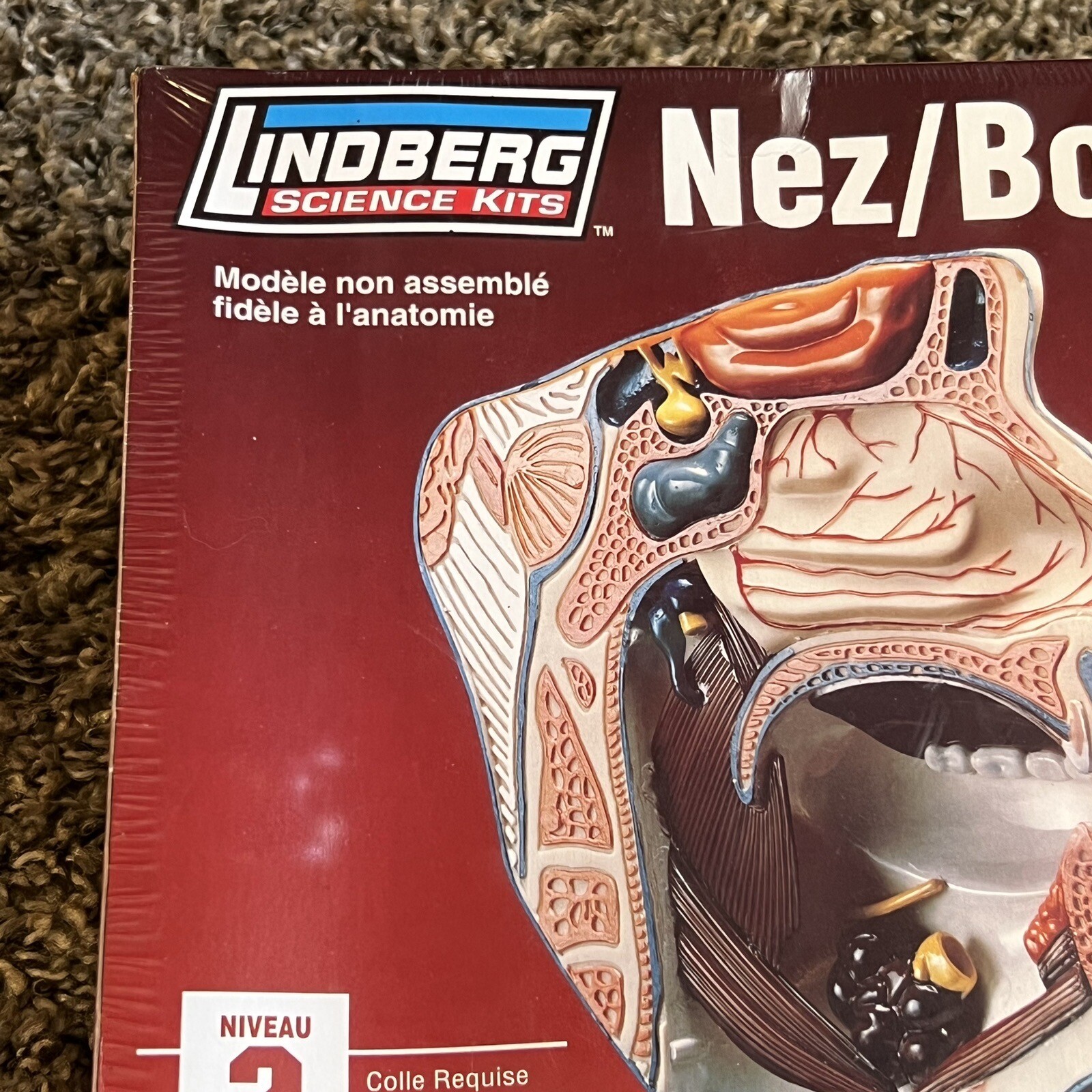 Lindberg Science Kit #71310 Nose/Mouth Anatomically Accurate Unassembled Kit 10+