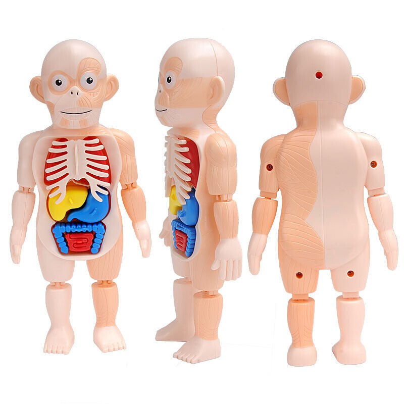 3D DIY Puzzle Human Body Anatomy Model Learning Organ Assembled Toy Body Organ a