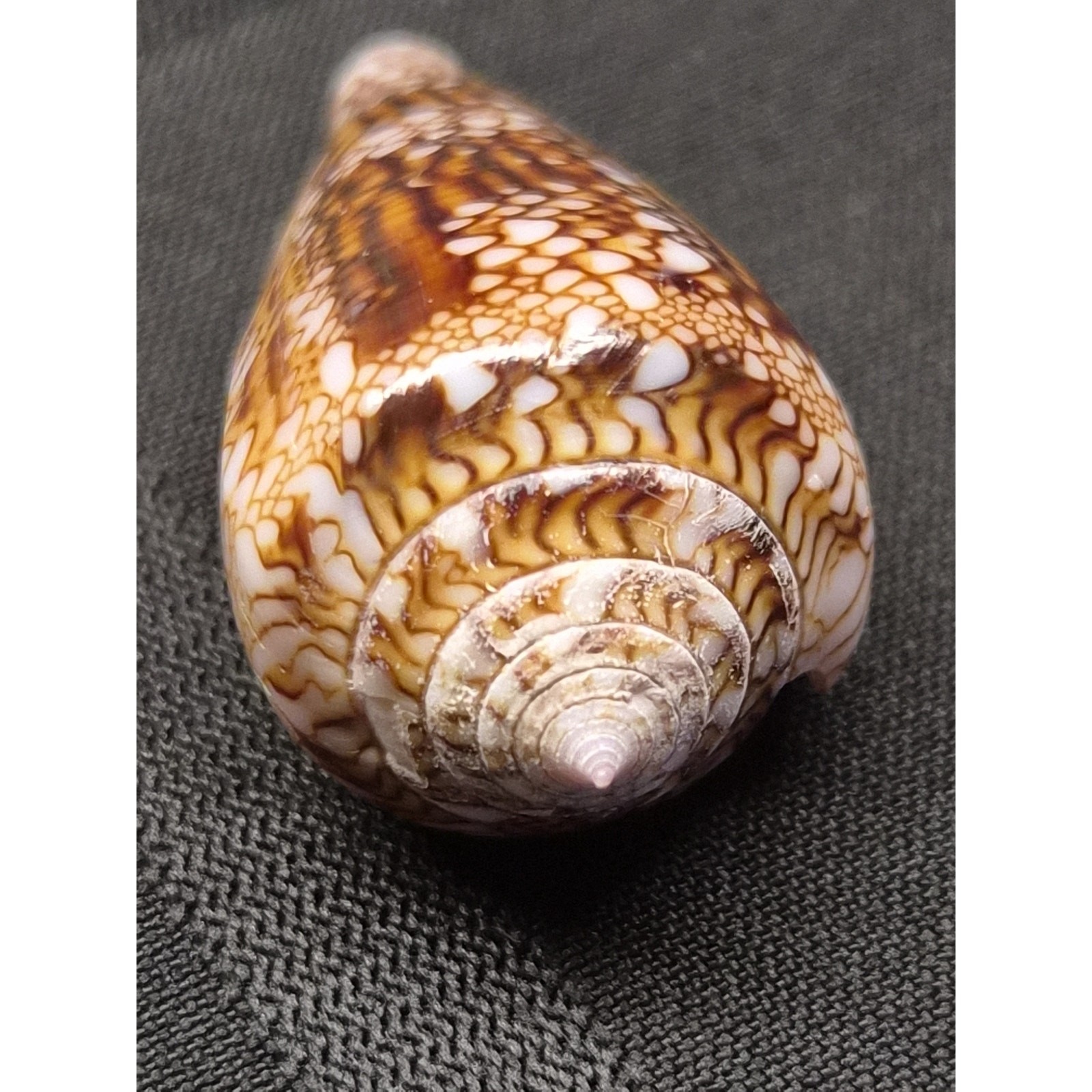 Conus dalli 53mm Baja Mexico Cone Shell 11/12/1996 Original Tag
