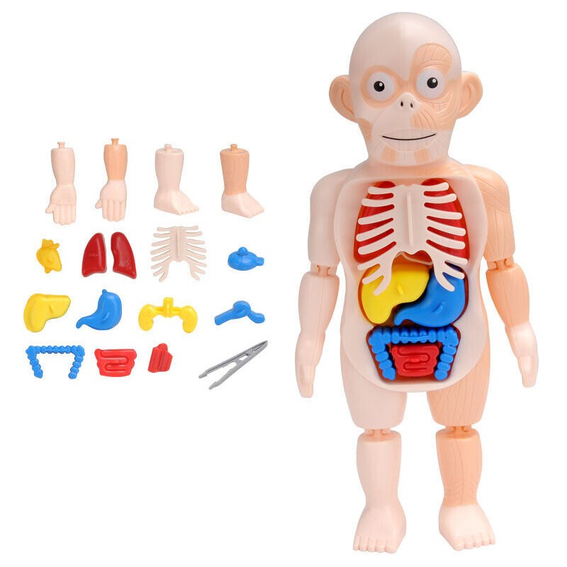 3D DIY Puzzle Human Body Anatomy Model Learning Organ Assembled Toy Body Organ j