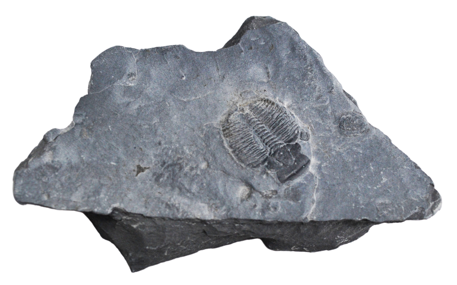 12 Piece Fossil Collection – Includes 12 Samples – Great For Kids Fossil Play –