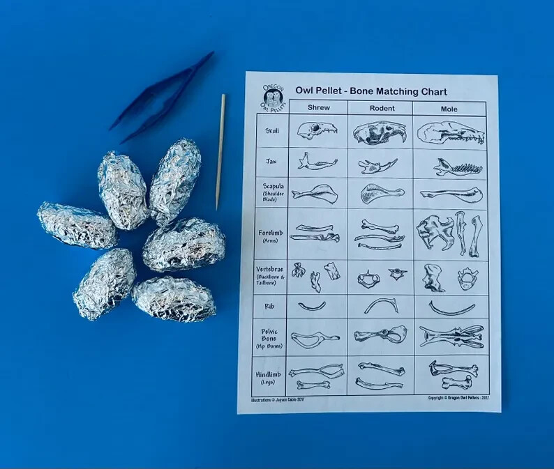 6 Large Owl Pellet Pack (2+ inch)