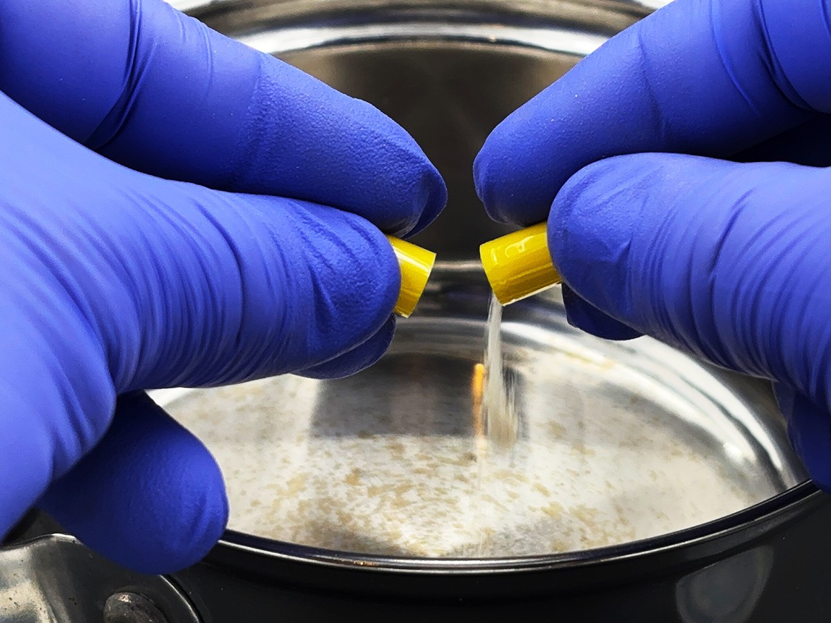 Slime Mold Educational Science Kit Physarum Polycephalum Study Project