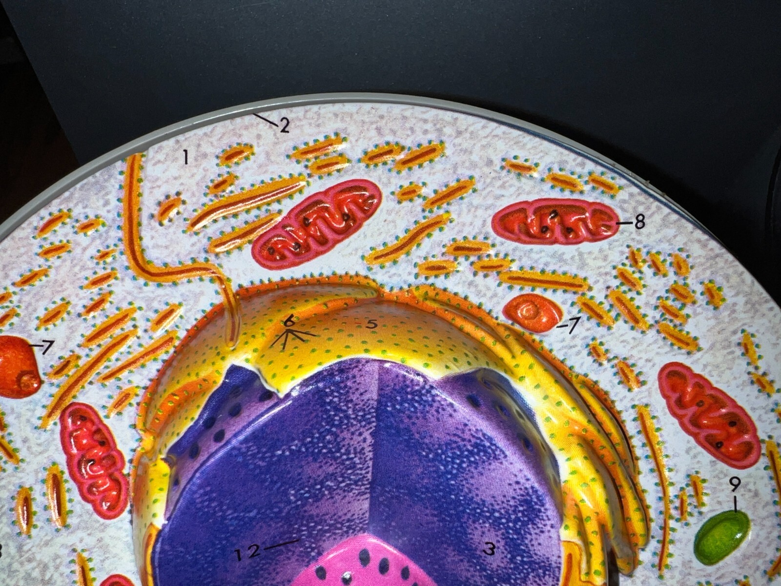 Hubbard Scientific 3-D Biological Cell Model Globe 1968