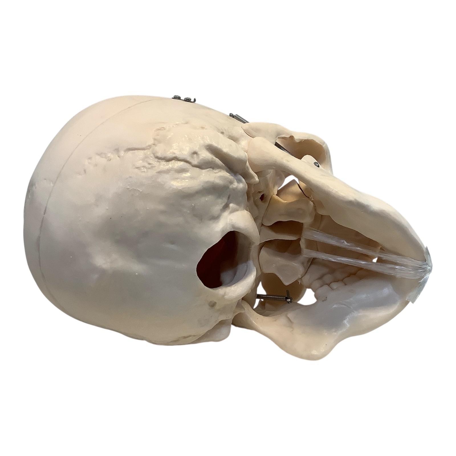 PVC Human Skull Life Size Adult Model Anatomy Teaching Instruction Top Removable