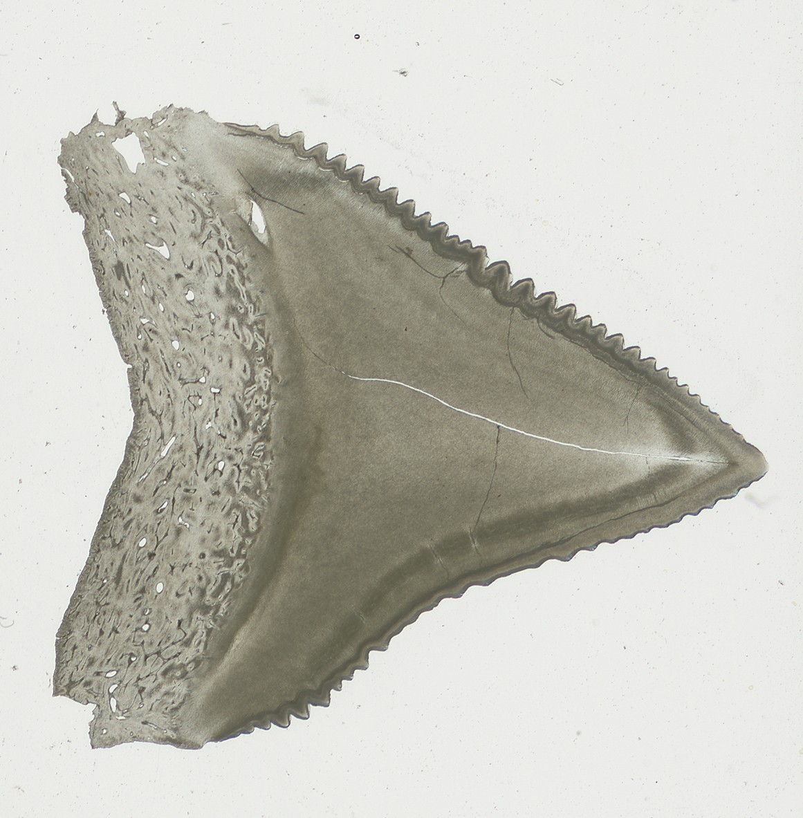 Antique Microscope Slide Pritchard – Shark Tooth Red Wax – From the Book