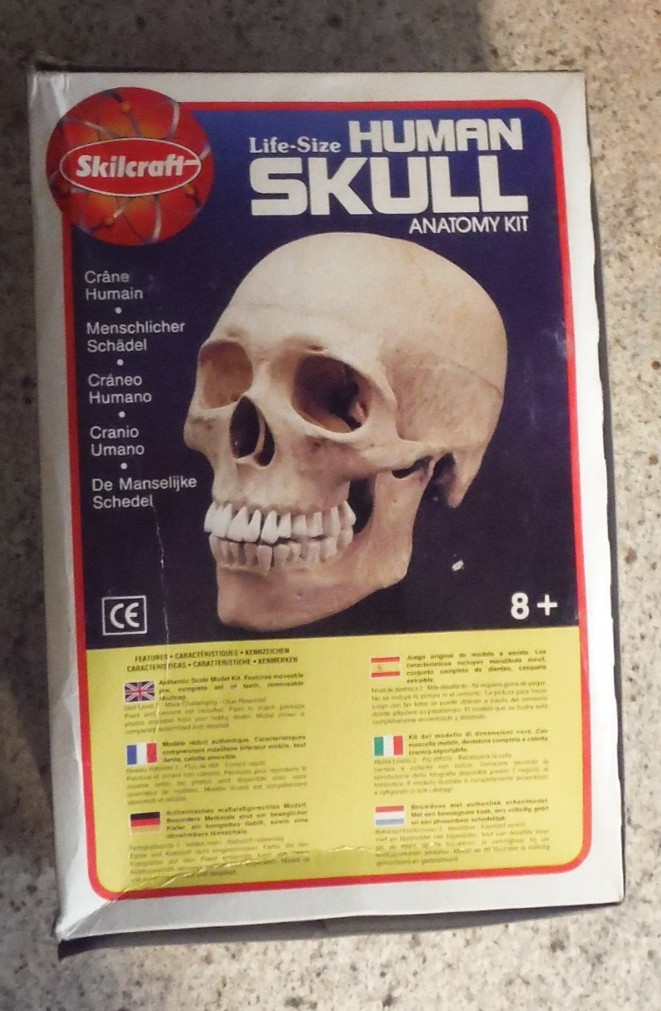 1996 SKILCRAFT LIFE SIZE HUMAN SKULL ANATOMY KIT NEW VINTAGE NOS