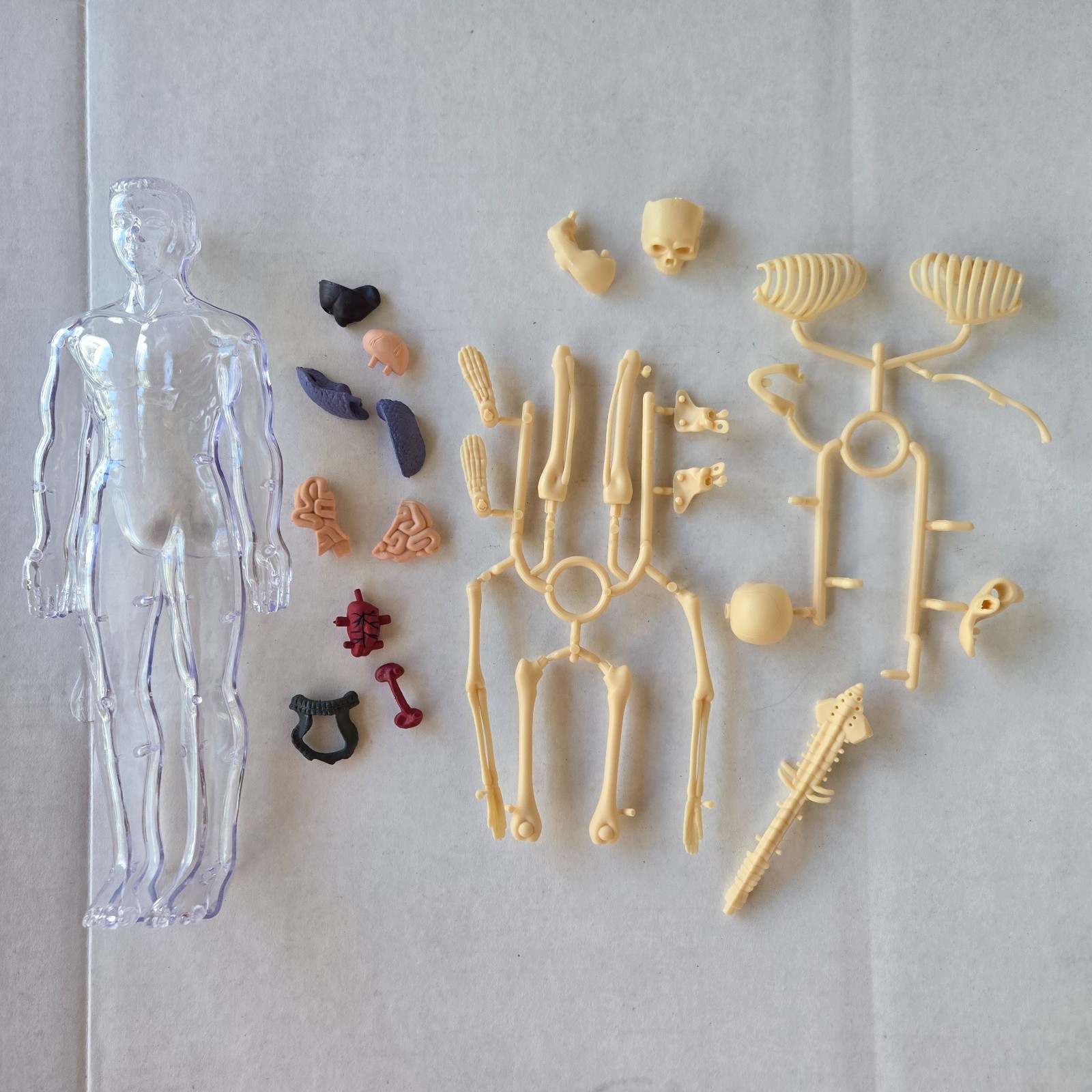 Human Anatomy Model Kit, 3D Detachable Body Parts Skeleton Viscera Organs