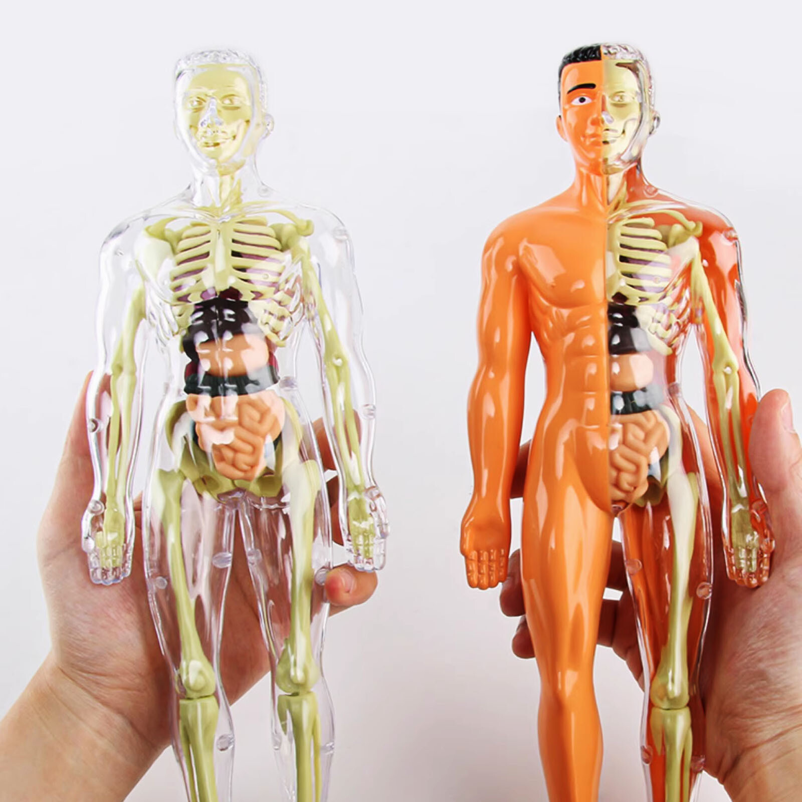 3D Human Body Anatomy Model DIY Skeleton Toys Educational Science Kit for Kid