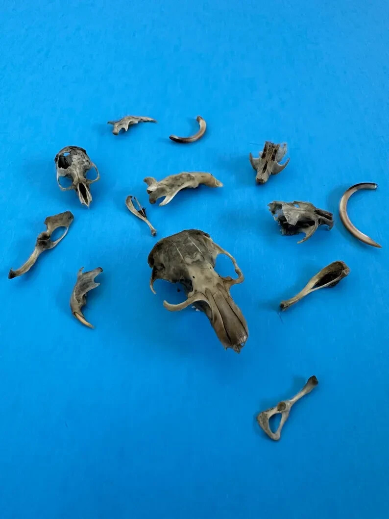 6 Large Owl Pellet Pack (2+ inch)