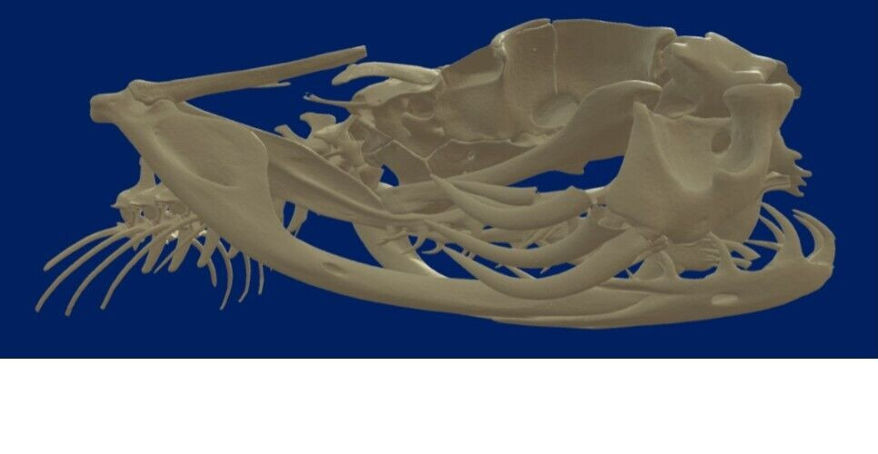 🔥Western Diamondback Rattlesnake Snake Skull Puzzle 38p FANGS SPECIMEN SK24