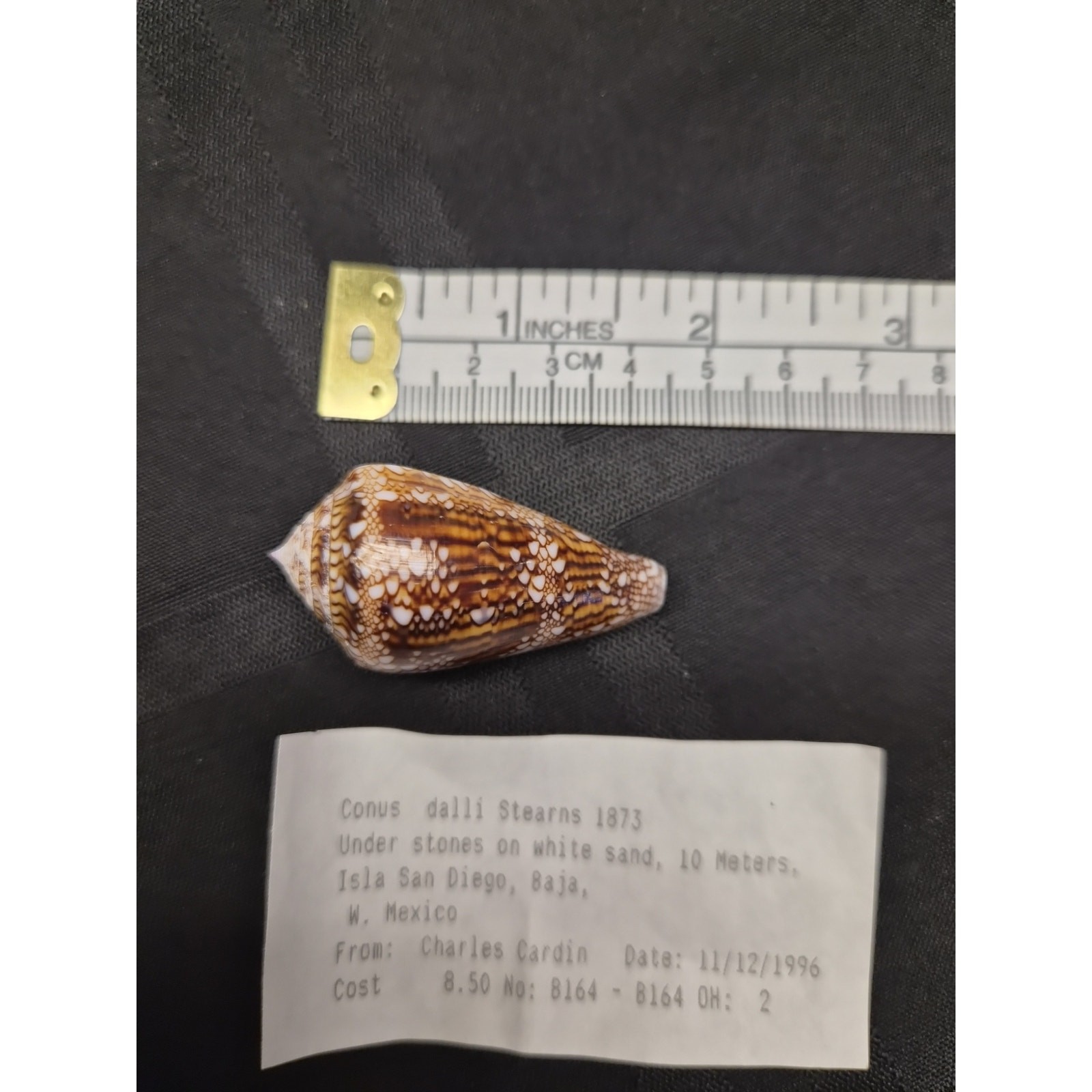 Conus dalli 53mm Baja Mexico Cone Shell 11/12/1996 Original Tag