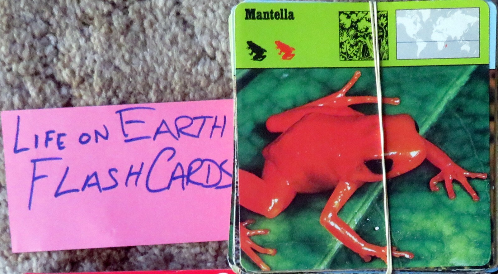 LIFE ON EARTH FLASH CARDS – Unknown number, unchecked