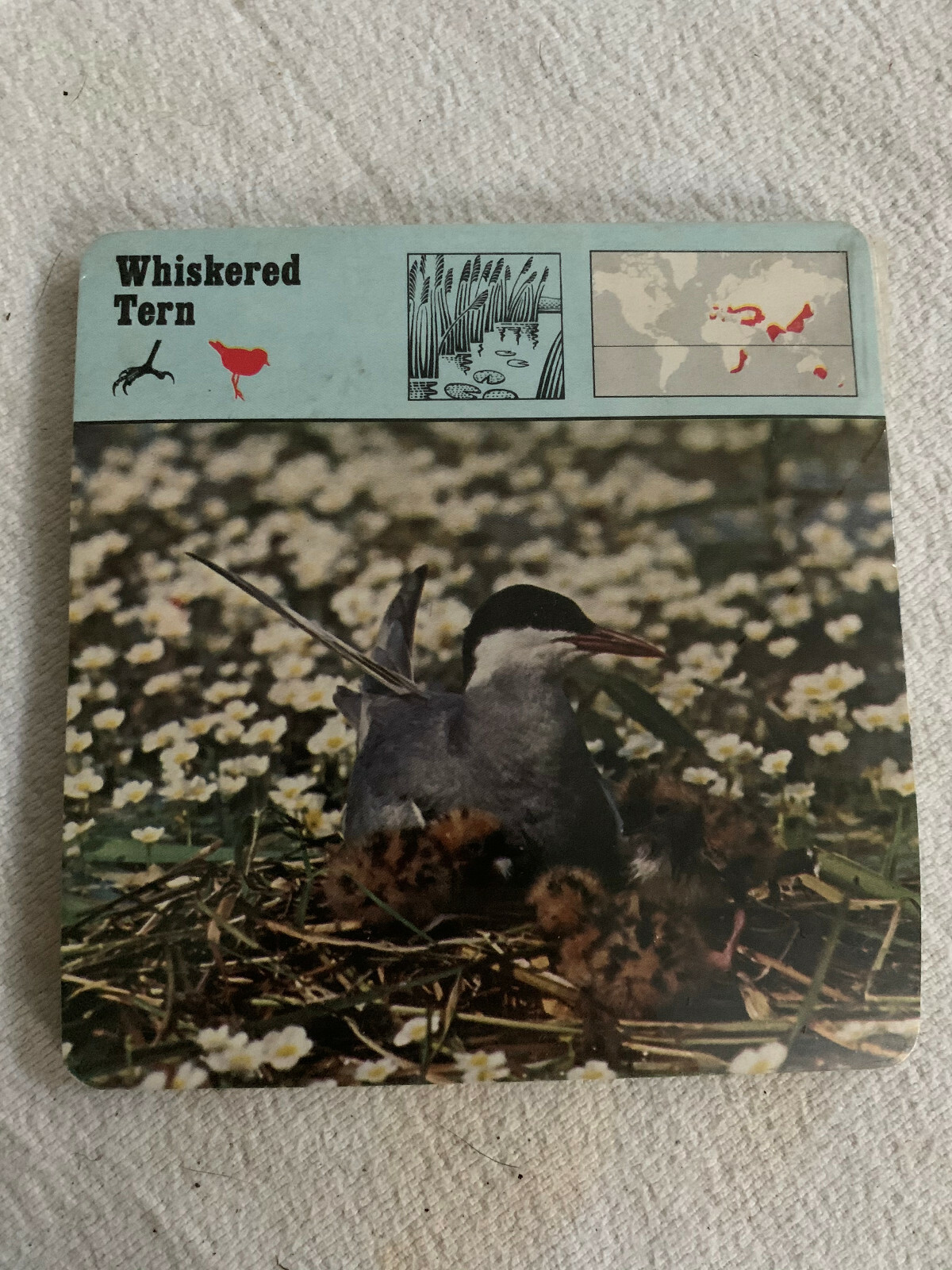 1977 Editions Rencontre S.A. Lausanne Animal Flash Cards Whiskered Tern 24-Pack