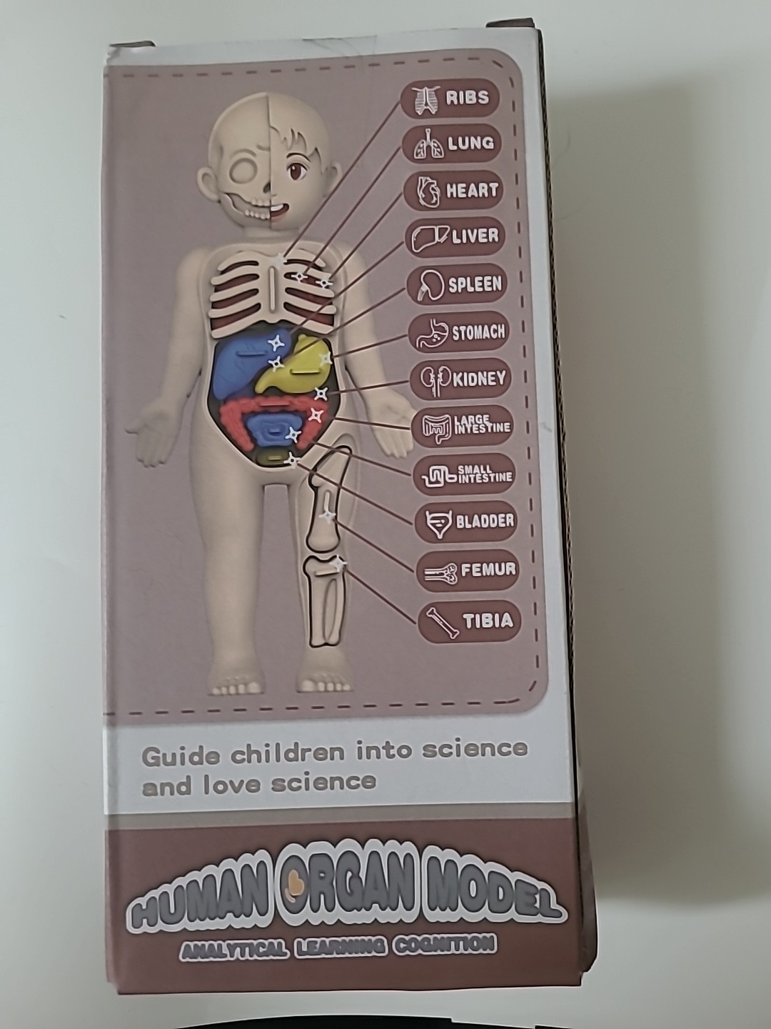 Human Body 3D Puzzle Learning Organ Educational Anatomy Model Toy For Children