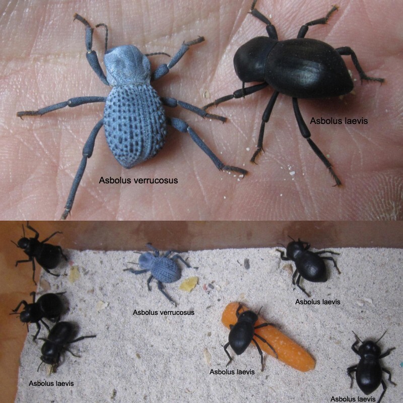 Smooth Dth Feigning Beetlee (Group of 6!) Asbolus laevis (cohabitate with BDFBs)