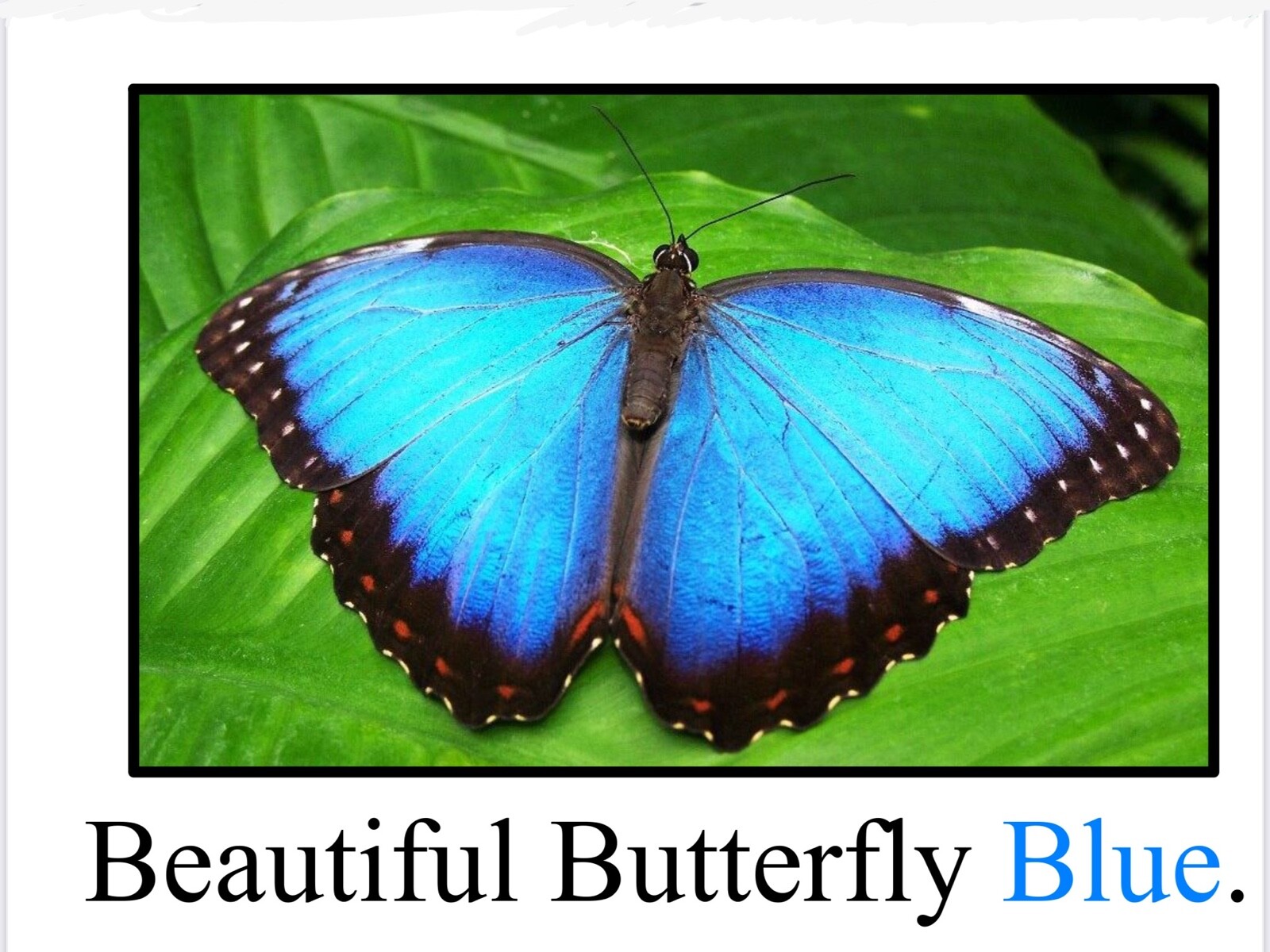 BLUE | Beautiful Butterfly Blue | LEARNING COLORS | Spiral Bound Picture Book