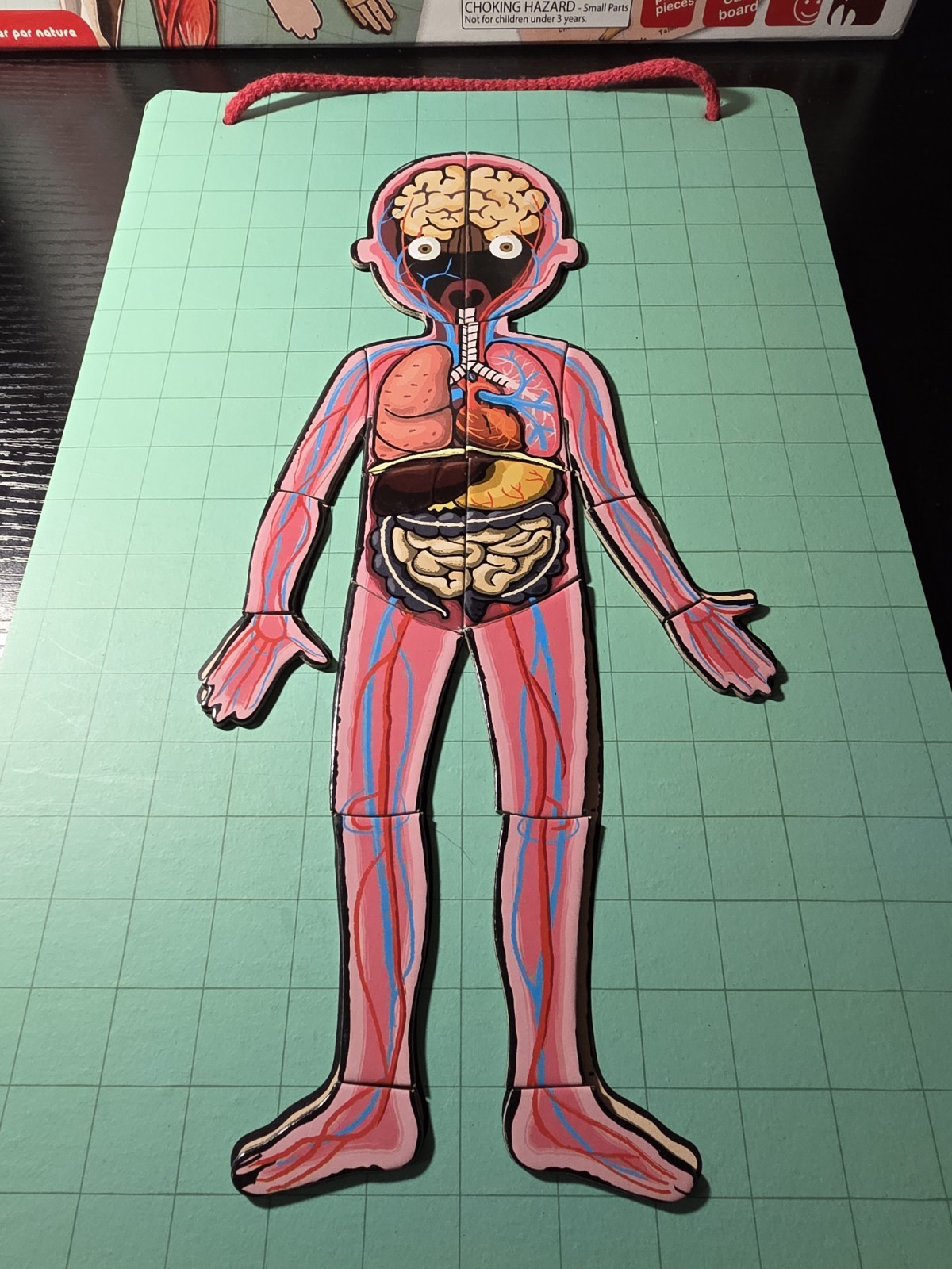 💯Complete-Janod Magnet Human Body Educational Game 11 Languages Skeletal Muscle
