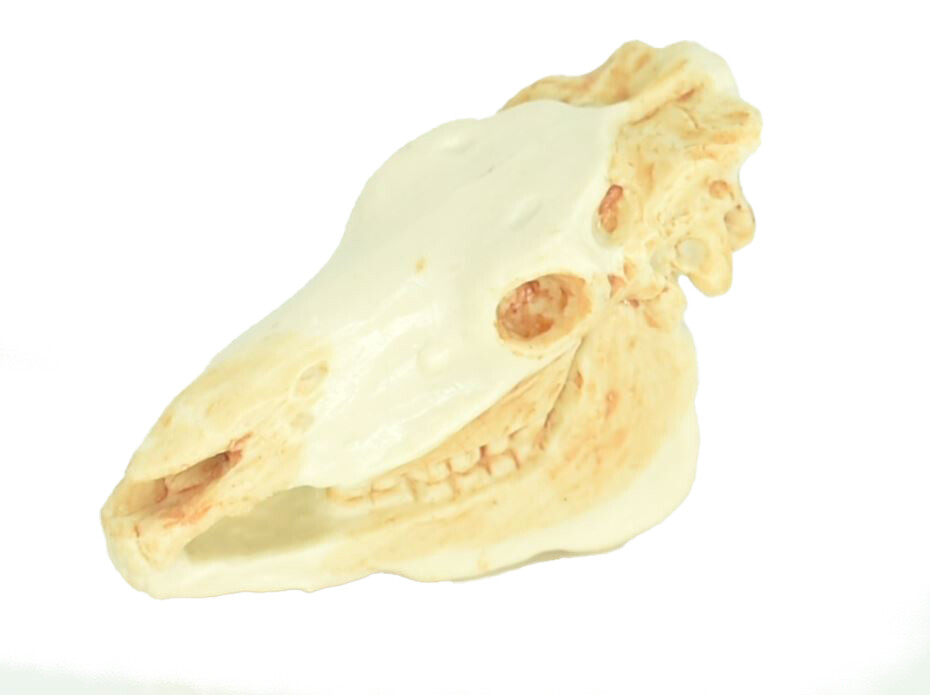 Zebra, Skull, Plastic Toy Gift, Realistic Model, Replica, Gift, 1 3/4″ F4121