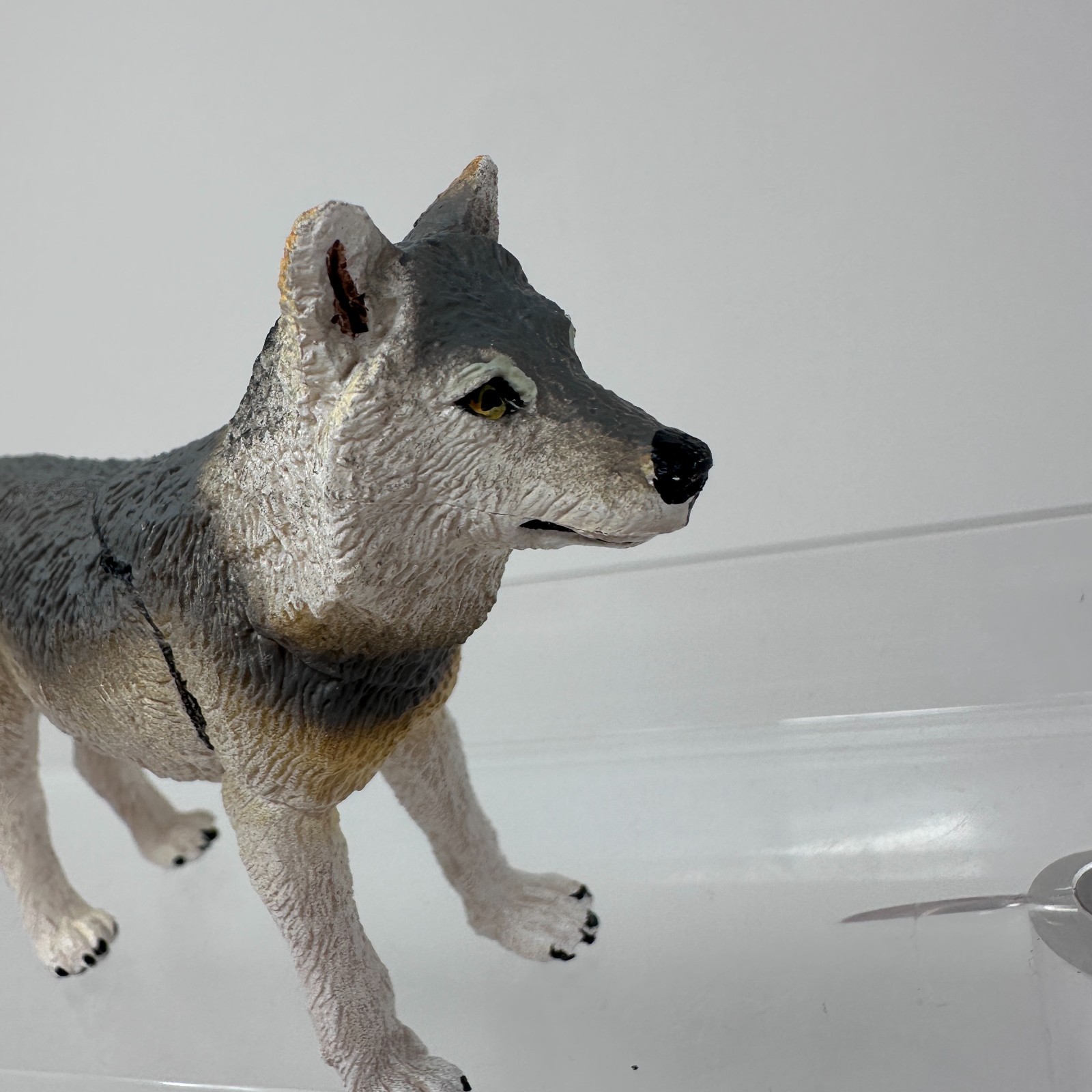 Safari Ltd Gray Wolf Figure Wild Dog Wildlife Zoo Jungle Animal Figurine 4″ 2020