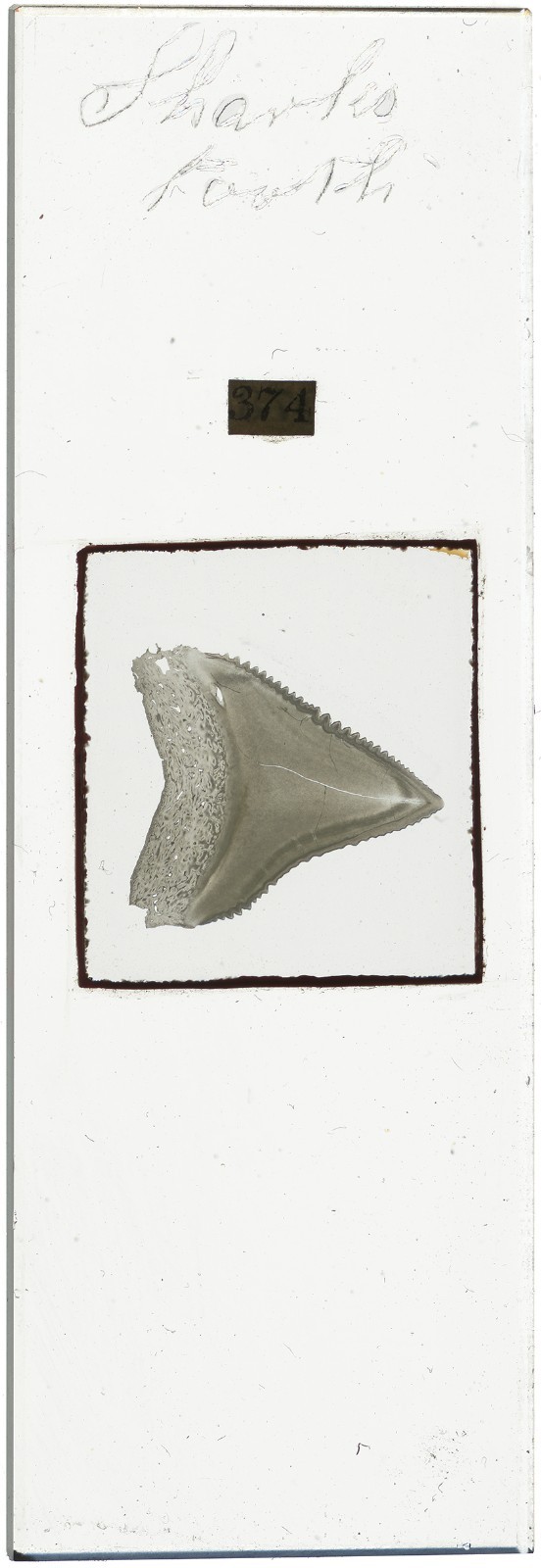Antique Microscope Slide Pritchard – Shark Tooth Red Wax – From the Book