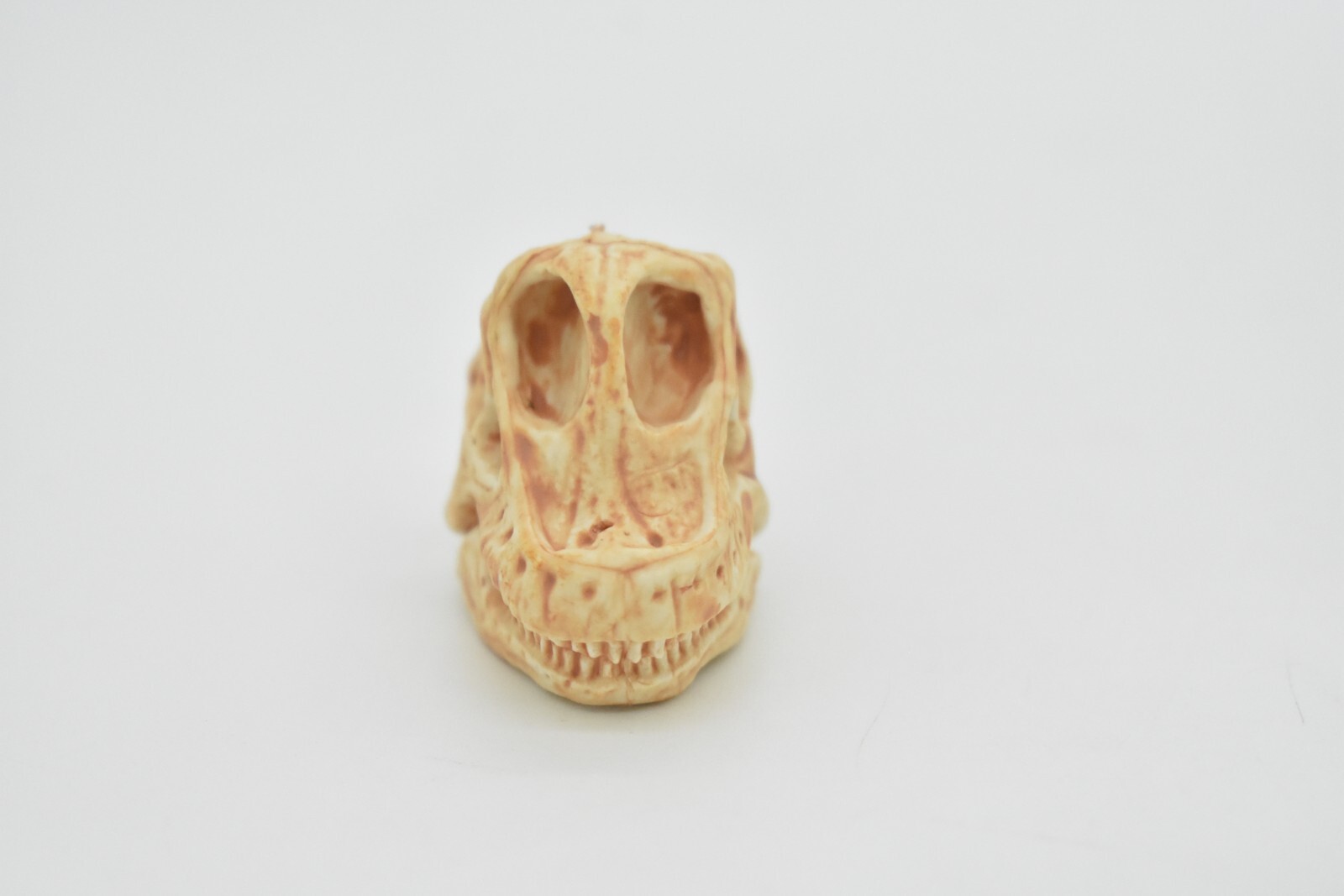 Brachiosaurus, Dinosaur Skull Fossil, Education, Realistic Rubber Toy Model 1.5″