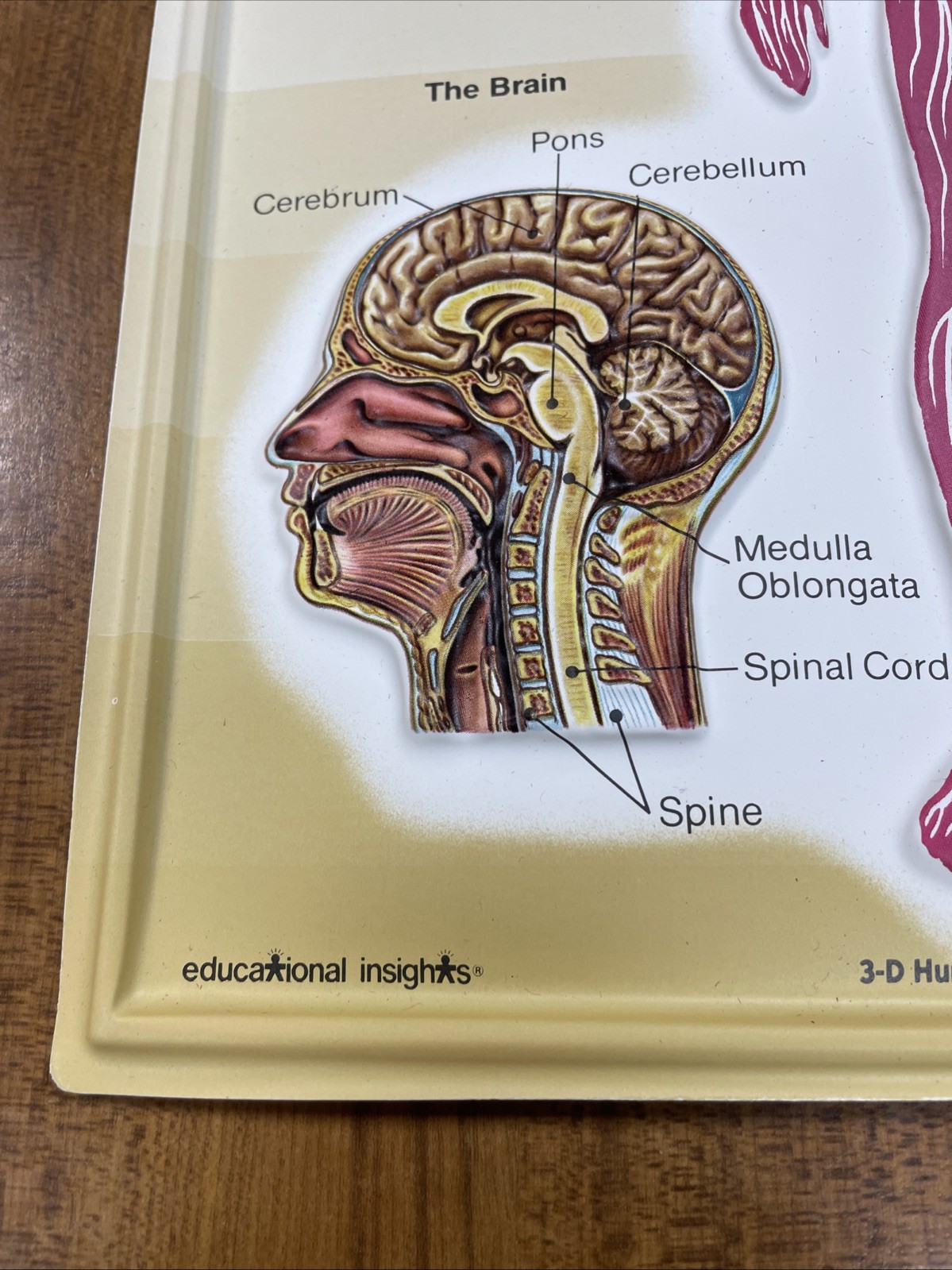 3D Human Body Charts Nervous System EI-5220 MINT Educational Insights 9×13”